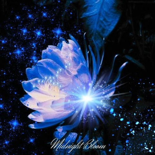 Midnight Bloom