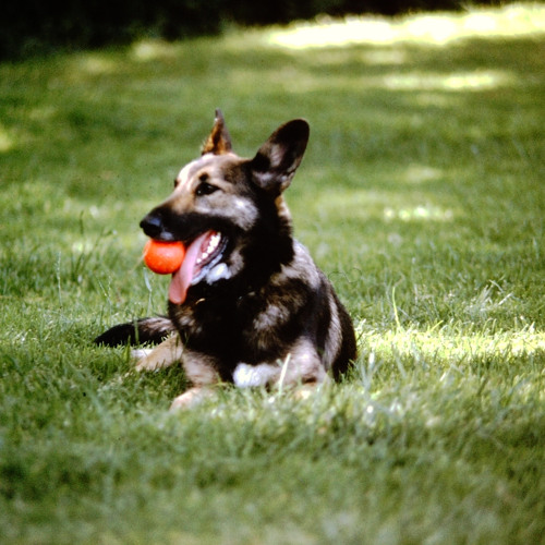 My First Apple