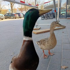 Hoffmännische Lektion