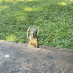 68’ Fastback-Zach Bryan