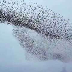 Starlings