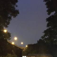 How We Have Climbed The Mountain And Why We Must Go Back To The Forest