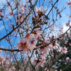 in the almond trees