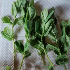 Oteesse - Trampa  Mestizo Beat