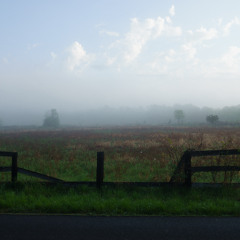 Morning chorus on Sengstack Ln — Tivoli, NY