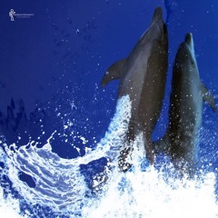 Vocals Voyage Vol. 2.WAV