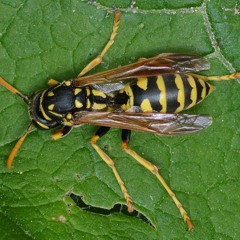 Bughouse By Dipterra