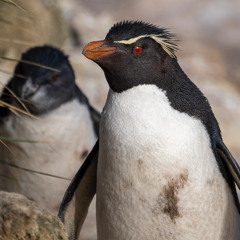 Rockhopper penguin colony on New Island, Falkland Islands - 14th January 2025 - MS Fram