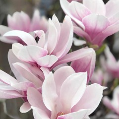 AUNQUE JURE - KUBEE (PROD. SELLO FIJO)