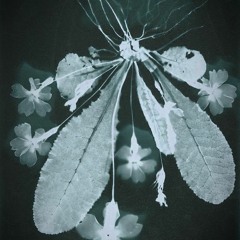 Echoes Of Wild Petals - I. (voice, small ensemble, electronics) [2023]