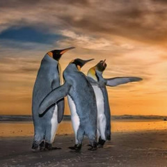 Funny Penguins