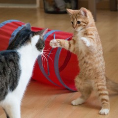 Epic Adventures in the Kitten Realms