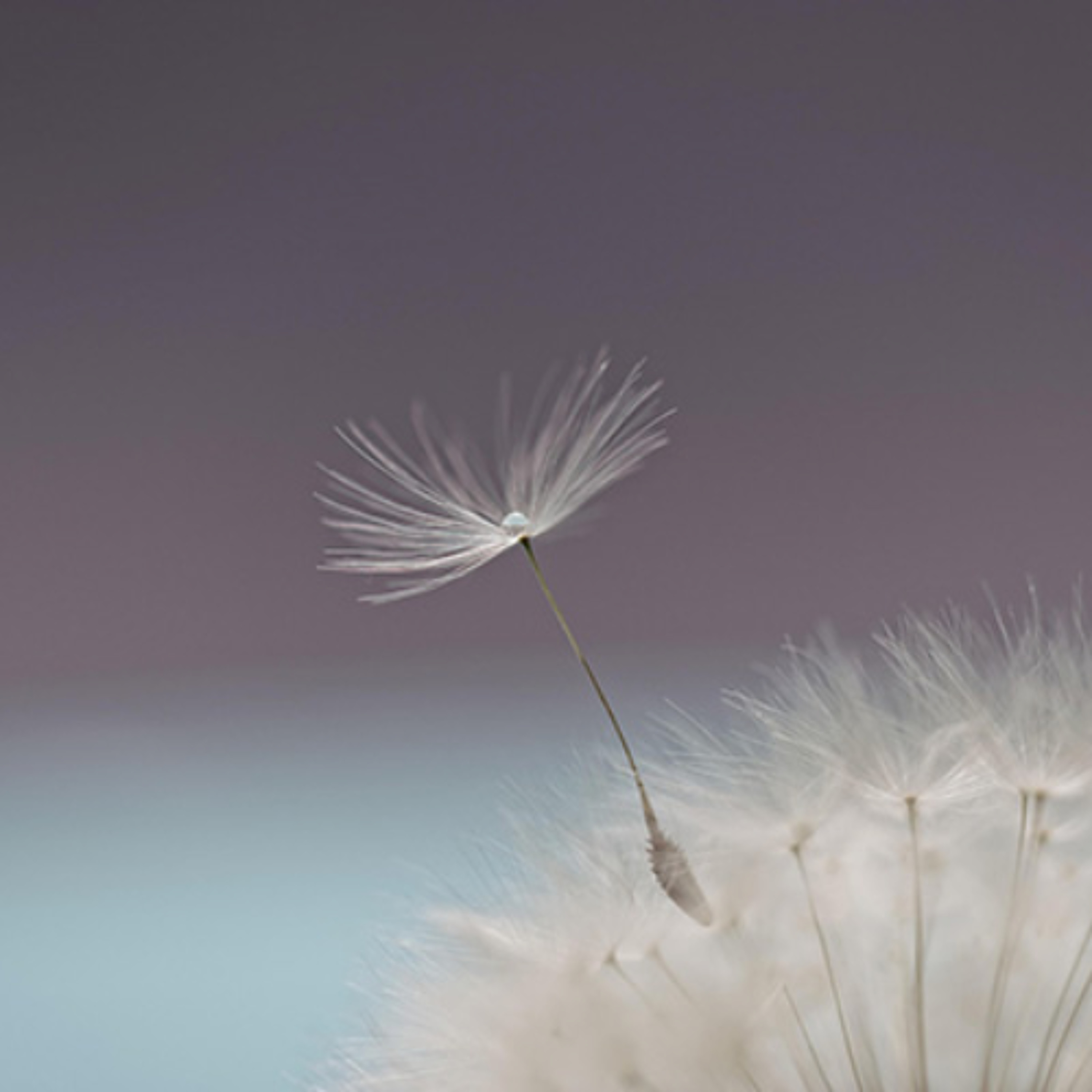 Food for the soul - Your thoughts are the seeds - Polina Temponera – 26/5/26 episode artwork