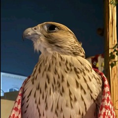 سعود ال جوزاء " عليك ارسل مراسيل الغرام "