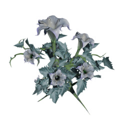 𝚍𝚊𝚝𝚞𝚛𝚊°𝐫ender°❀.ೃ࿔*𓇢𓆸