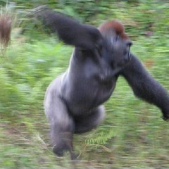 iGottaGoBananas