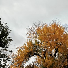 Cardigan - Taylor Swift (Short Cover)