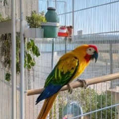 A_Little_Bird_I_Am 🌹🎻🎶 Un pajarito soy 🌹🎻🎶 我是一隻籠中小鳥