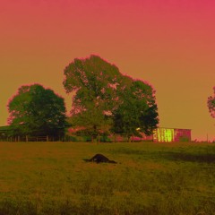 cow rave (feeding time)