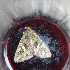 Monstrum Incarnate - Ennuitek Remix Edition