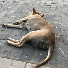 Giật