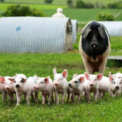 Prețurile cărnii de porc scad. România solicită intervenția Comisiei Europene