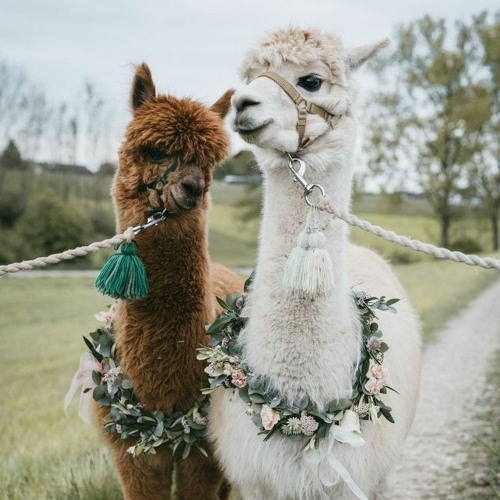 Ева-Артик и Асти💞