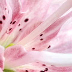 FLEUR_A1_ESPIRT_Sample