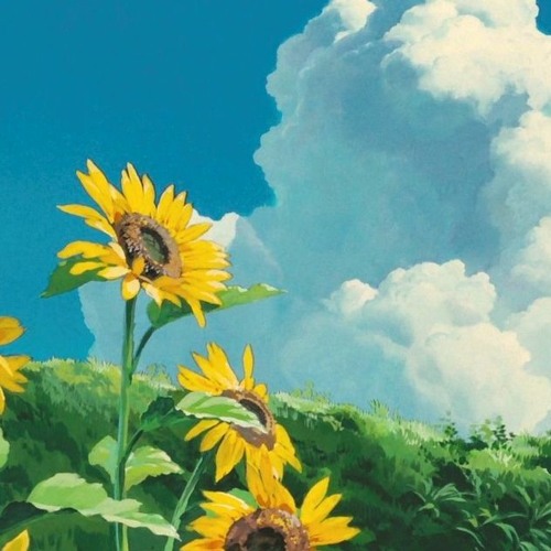 sunflowers