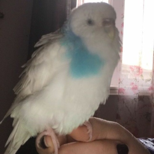 A Budgie Boogie