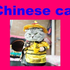 Chinese Cat