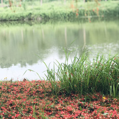 Lộc vừng