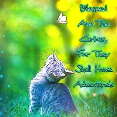 indie_kitten_song
