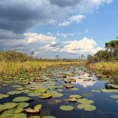 Trump Administration Proposes to Strip Protections from 70 Million Acres of Wetlands