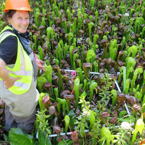 Darlingtonia Californica - Carnivorous Plants of the Oregon Coast w/Dr. Mary Santelmann