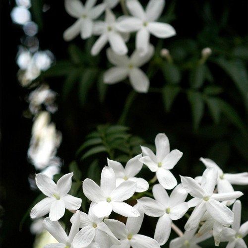 Jasmine