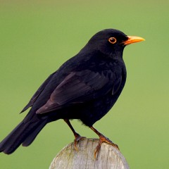 Blackbird with sensitive vibrato