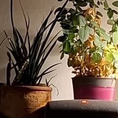 Joint für Joint