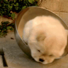 Little Dark Doggy Days