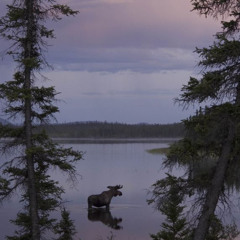 The Enigma of the Moose