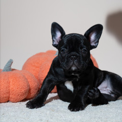 WORMGOD X SKRILLA X QUILLY - Doggy Blood