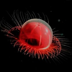 subharmonicon : TRENCHES