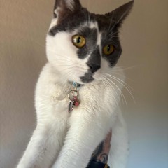 Kublai Khan TX - No Kin - Fourward (IMLOS MIX)