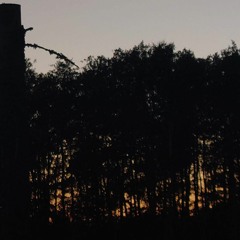 Nightjars still around