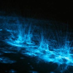 Bioluminiscencias - Plural Ensemble 28/11/23 Madrid