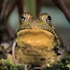Bullfrogs On The Pond 6 by 8