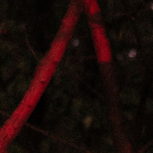 Rhus