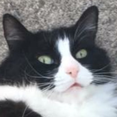 March of the Millipedes