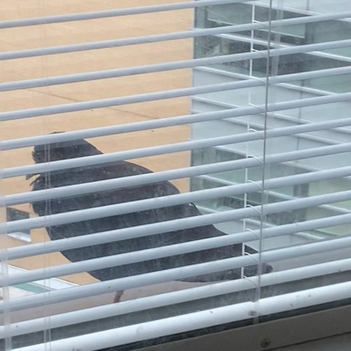pigeon outside my window smiles with pride