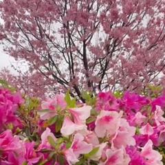 桃園高鐵櫻花盛開.mp3